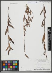 Foto von Salix triandra L. x Salix viminalis L.